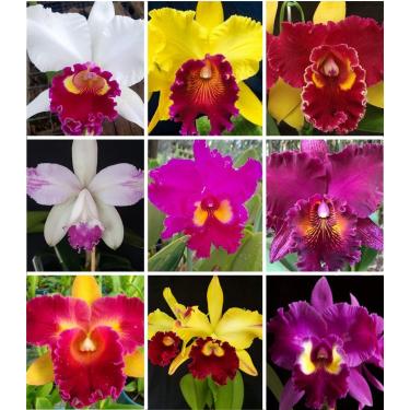 Imagem de Kit 10 Orquídeas Cattleya Adultas Sem Repetição