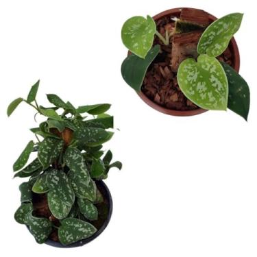 Imagem de Muda Jiboia Prateada Scindapsus Pictus Planta Rara Natural