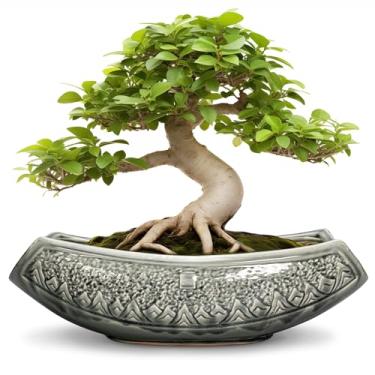 Imagem de Teagas Vasos de bonsai de 45,7 cm - vasos de cerâmica para suculentas, plantador de bonsai grande para plantas internas e externas, vaso decorativo com orifício de drenagem, vaso de flores de cerâmica