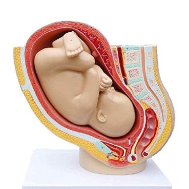 Imagem de Training TeachingAnatomical Pelvic Model - Human Female Pregnancy Full-Term Fetal Pelvic Model - Obstetrícia e Ginecologia Ensino de Saúde Reprodutiva, Gravidez Fetal 9º Mês
