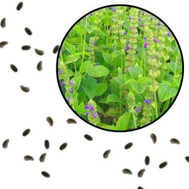 Imagem de Sementes S84 Chia Chilena Premium Desvende o Poder Plantar Horta Cozin