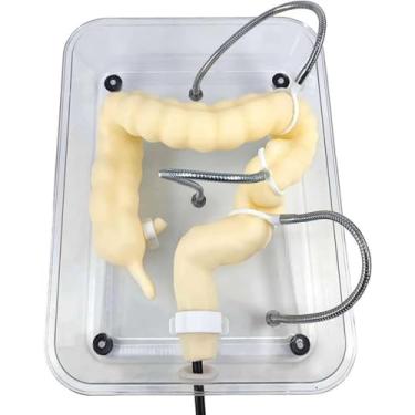 Imagem de Modelo de exame de colonoscopia modelo intestino, simulador de trem sigmoidoscópio humano, modelo de cólon médico, estrutura interna transparente, para treinamento de prática médica