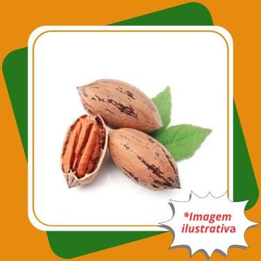 Imagem de Muda De Noz Pecan  Carya illinoinensis Wangenh. K. Koch. - Gardencitru