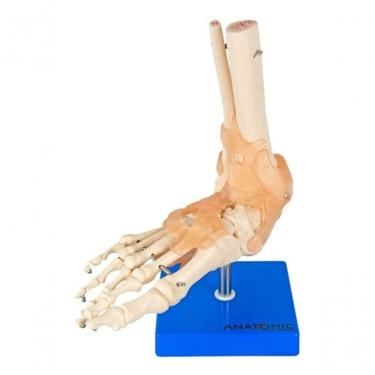 Imagem de Articulação do Pé Esqueleto Anatomic