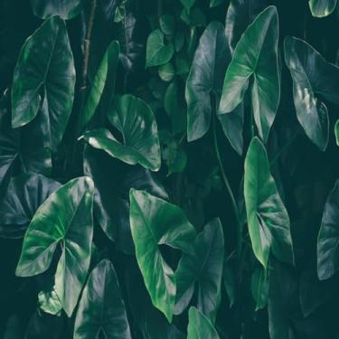 Imagem de Quadro Decorativo Green Leaves Dark Nature Background - Estampa de Folhas Verdes para Sala Quarto Escritório 50x50cm