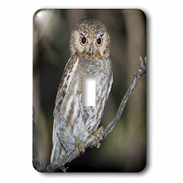 Imagem de 3dRose lsp_84498_1 Elf Owl, Madera Canyon, Arizona Na02 Rnu0565 Rolf Nussbaumer Interruptor único