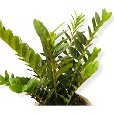 Imagem de Planta Artificial Zamioculca Árvore Da Fortuna Sem Vaso