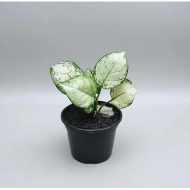 Imagem de Aglaonema White Joy, Planta Decorativa de Interior, Folhagem Verde e Branca, Ideal para Ambientes com Pouca Luz