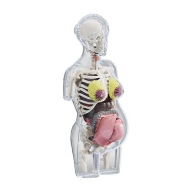 Imagem de TTETTZ Kit de Quebra-cabeça de Modelo de Corpo Humano, Kit de Ferramentas de Ensino, Kit de Montagem, Modelo de Torso para Meninos E Meninas, Exibição de Cla