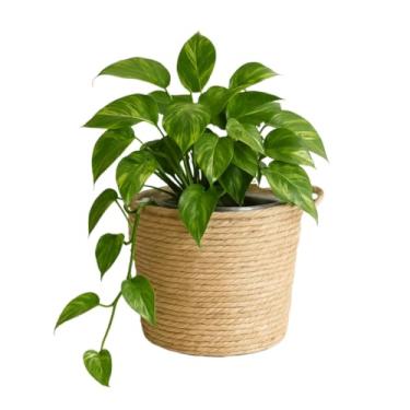 Imagem de Cesto Palha Natural Cachepot Grande com Alça e Forro Decoração Boho