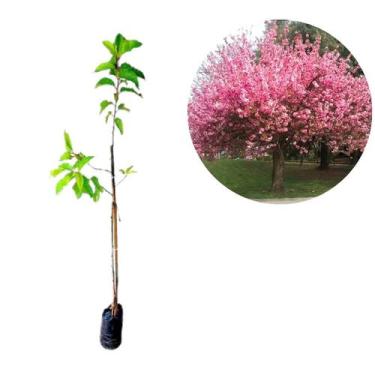 Imagem de Muda de Cerejeira Japonesa Ornamental Sakura Rosa Enxertada - no-brand