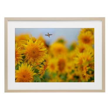 Imagem de Stupell Industries Impressão emoldurada Happy Beija-flor e girassóis bétula sob vidro design por Carrie Ann Grippo-Pike, 35,5 x 50,8 cm