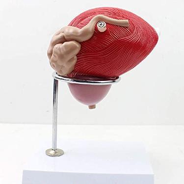 Imagem de Modelo de ensino, modelo de próstata de bexiga humana, anatomia do sistema urogenital médico, medicina, urologia 3 vezes, tamanho real para estudo de sala de aula de ciências, anatomia da uretra