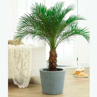 Imagem de Muda de Palmeira Fênix Para Jardim