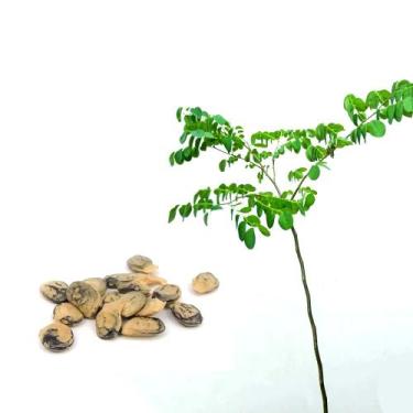 Imagem de Muda de Umburana 20 a 40cm AMK - Plantas Online - AMK Jardinagem e Pai