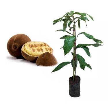 Imagem de Muda de Cupuacu 20 a 40cm AMK - Plantas Online - AMK Jardinagem e Pais