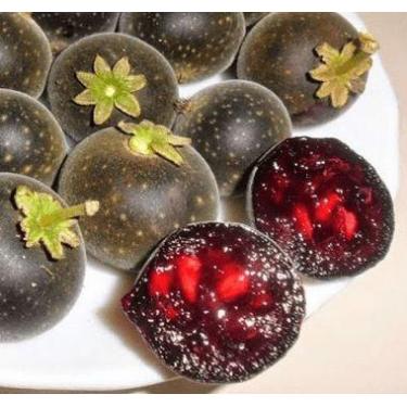 Imagem de Muda Campari - Groselha (Dovyalis Hebecarpa) - Dancruz