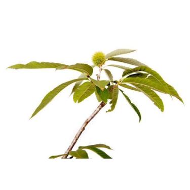 Imagem de Muda de Castanha Portugues Altura 0,40 cm a 0,80 cm - Plantas
