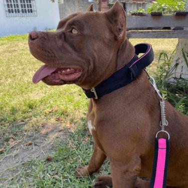 Imagem de A melhor Coleira Guia com Mola para Pet Pitbull Golden Retriever Pasto
