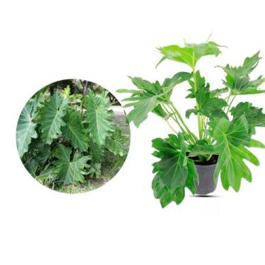 Imagem de Muda de Guaimbe 20 a 40cm AMK - Plantas Online - AMK Jardinagem e Pais