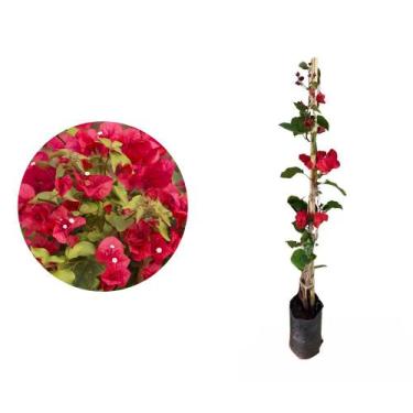 Imagem de Muda de Primavera Vermelha 20 a 40cm AMK - Plantas Online - AMK Jardin