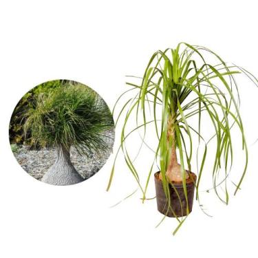 Imagem de Muda de Pata de Elefante 20 a 40cm AMK - Plantas Online - AMK Jardinag