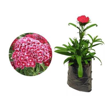 Imagem de Muda de Cravina 20 a 40cm AMK - Plantas Online - AMK Jardinagem e Pais