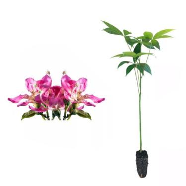 Imagem de Muda de Paineira Rosa 20 a 40cm AMK - Plantas Online - AMK Jardinagem 