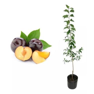 Imagem de Muda de Ameixa Rubimel 50 a 80cm AMK - Plantas Online - AMK Jardinagem