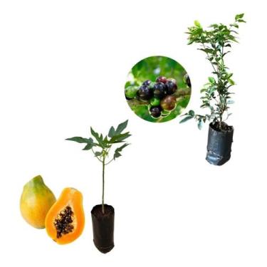 Imagem de Kit 2 Mudas - 1 Mamão Papaia  + 1 Jabuticaba Hibrida - AMK - Jardinage