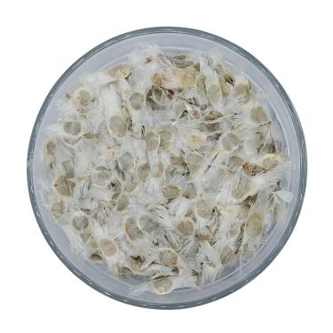 Imagem de 100 Sementes De Ipê branco arvore nativa para restauração