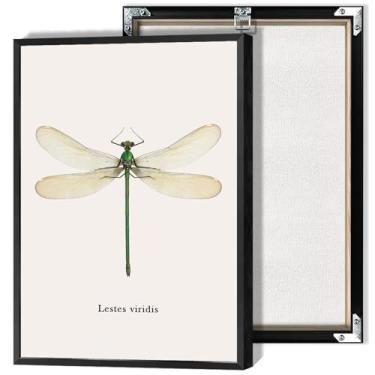 Imagem de Pôster vintage de amostra de inseto Lestes Viridis Dragonfly Canvas Wall Art Modern Scientific Nature Illustration Prints Painting For Home Decoration And Gifts For Teenagers And Children 30 x 40 cm