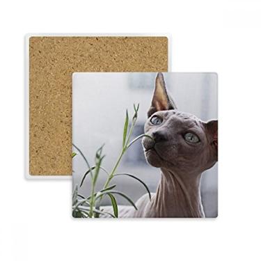 Imagem de Animal cinza fino fotografia de gato quadrado porta-copos tapete para caneca subplaca suporte isolante pedra