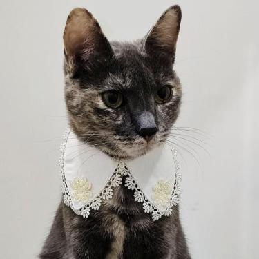 Imagem de Colarinho pet, roupa pet, com renda e pedraria  - Petna Moda Pet, M