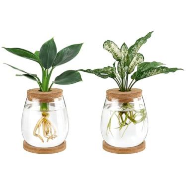 Imagem de Dahey Potes de propagação de plantas, vaso de vidro para terrário de plantas com pires de madeira e estação de plantador de cortiça para cultivo de plantas hidropônicas, mesa interna, centro de pirce, decoração de escritório em casa, conjunto de 2