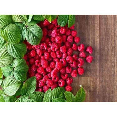 Imagem de Papel De Parede Frutas Framboesas Vermelhas 3D Al91 - Você Decora