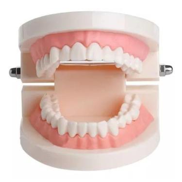 Imagem de Manequim Modelo Dentário Odonto Boca Inteira Dente - MHR