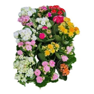 Imagem de Muda C/10 Kalanchoe Coloridas Suculenta C/vasinho Presente - Orquiflor
