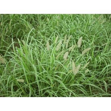 Imagem de Semente De capim Buffel Grass Nutripasto - 6Kg - Ótima Germinação C/ A