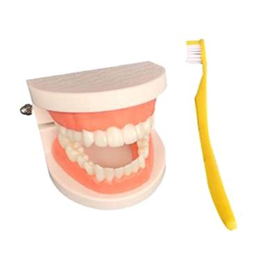 Imagem de Modelo de de de Cavidade Oral Cognitiva para Homeschool