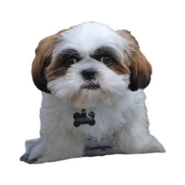 Imagem de Capa De Almofada Para Cachorro Shih Tzu, Capa Decorativa Moderna Para 