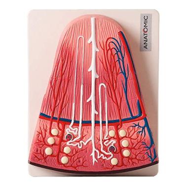 Imagem de Rim Secção de Néfron Modelo Anatomia