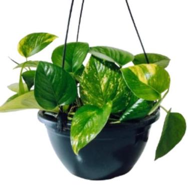 Imagem de Planta Jiboia Natural 02 Unidades + Vaso Cuia 21 Com Suporte Para Pend