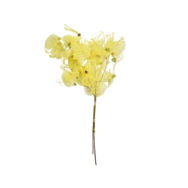 Imagem de Flor Magnólia No Galho Desidratada Decoração Arranjo Esquelética - Ins