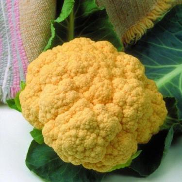 Imagem de Couve Flor Hibrida Cheddar - 216mg = 50 Sementes - Isla