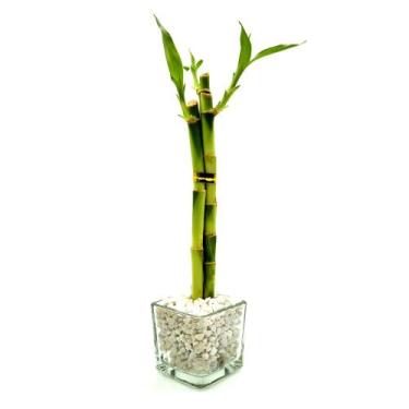 Imagem de Vasinho de Vidro com Três Bambu da Sorte (Pequeno) - Relaxar e Meditar