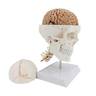 Imagem de Modelo de crânio humano com cérebro, modelo anatômico do crânio com cérebro e coluna cervical - para educação para a escola, educação