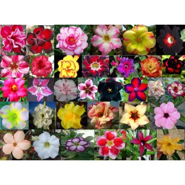 Imagem de 5 Sementes de Rosas do Deserto Triplas, Duplas e Simples Sortidas (Adenium obesum)