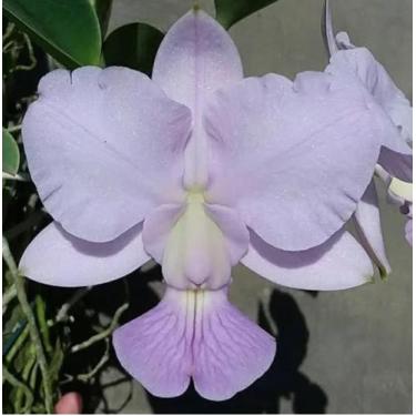Imagem de Orquídea Walkeriana Cerúlea Muda em Toquinho (3242) - Jardim com Flore