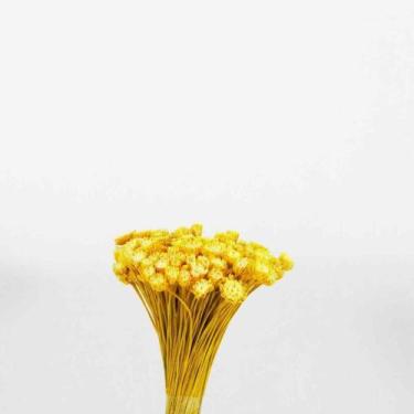 Imagem de Plantas Seca Botão Margarida Desidratado Amarelo - Pense Flores